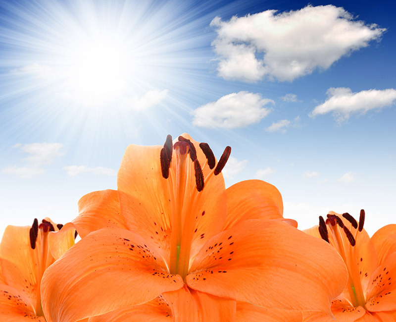 flowers flowers  / true flowers