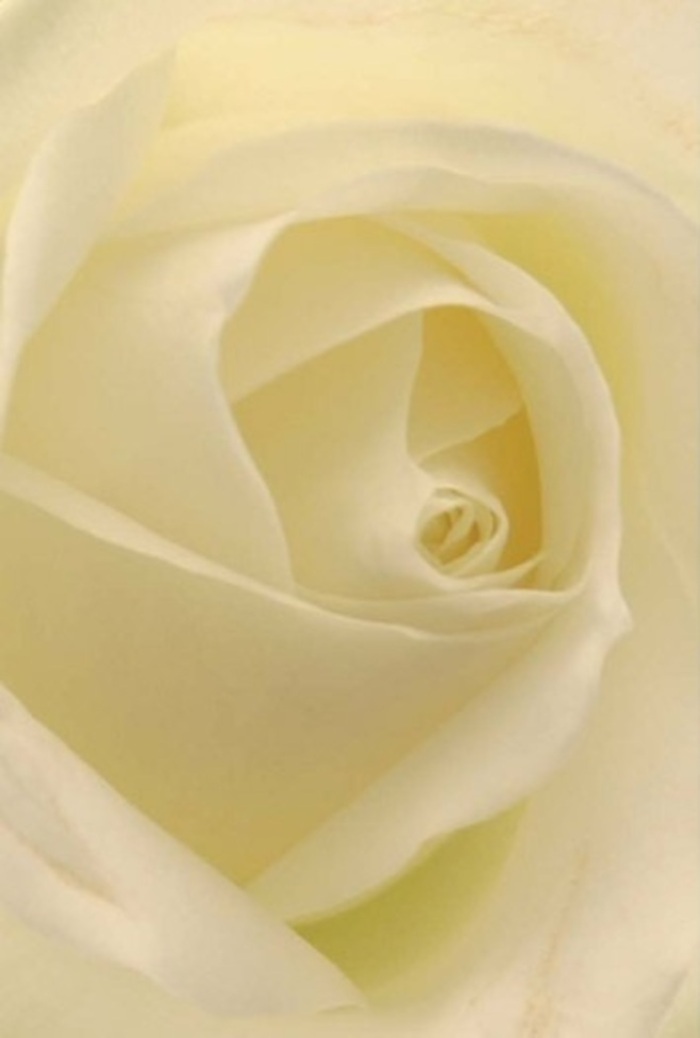 Every petal of this classic white rose unfolds with near-perfect symmetry, reflecting the skilled hands of a Cheam florist who values elegance and tradition. The creamy-whiteness is streaked with just a breath of pale yellow, the light filtering through to create a translucent effect that softens the edges and highlights the rose's core. The velvety petals, inviting touch, spiral inwards in a gentle embrace, their matte finish enhanced by diffuse glow-reminiscent of morning sunlight spilling over the hedgerows of Ewell Road. Subtle shadows gather between the layers, bestowing a gentle depth and a sense of refined tranquility. This rose exudes purity and resilience, making it perfect for marking life's poignant moments-weddings at Cheam's historic venues, gestures of remembrance, or heartfelt tokens of admiration. Its understated beauty and unspoken fragrance suggest a bouquet intended not just for the eye, but for the heart-a testament to both nature's wisdom and the time-honoured artistry of Cheam's local florists, who bring freshness and thoughtful detail to every arrangement delivered throughout the area.